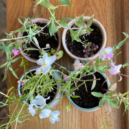 Willow | Growing Candle, flower seed-label, gift idea: Sandalwood + Vanilla