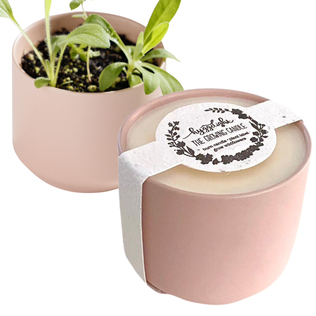 Adelyn | Growing Candle, flower seed-label, eco-friendly: Unscented